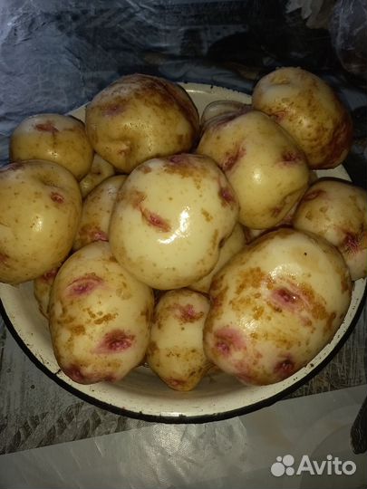 Картофель