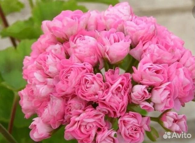 Пеларгония герань,множество современных сортов