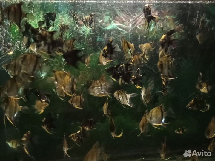 Аквариумные рыбки