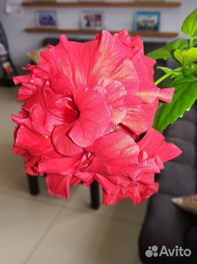 Гибискус красный махровый 2 шт в горшке 0.75 л