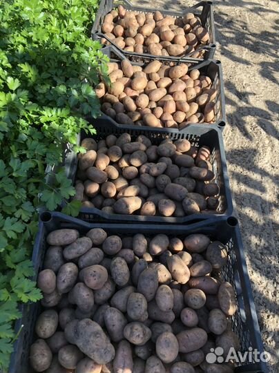 Семенной картофель