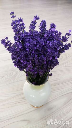 Лаванда сухая букетик