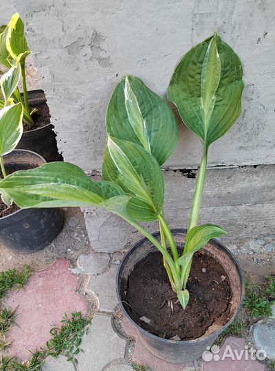 Пион,Хосты и Астильба