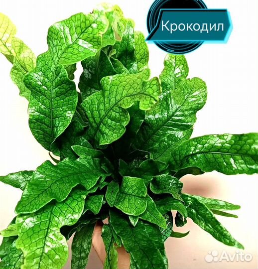 Комнатные разные