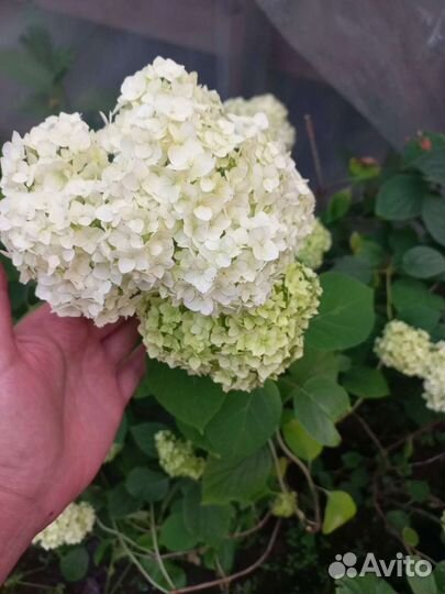 Гортензия древовидная аннабель