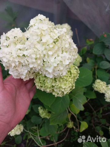 Гортензия древовидная аннабель