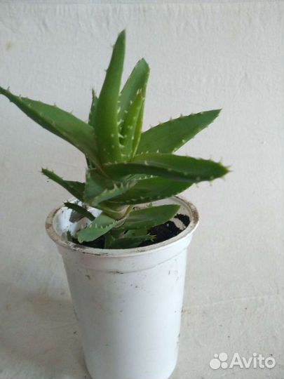 Алоэ, кактусы