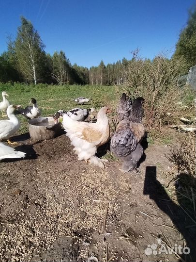 Брама молодки петушки