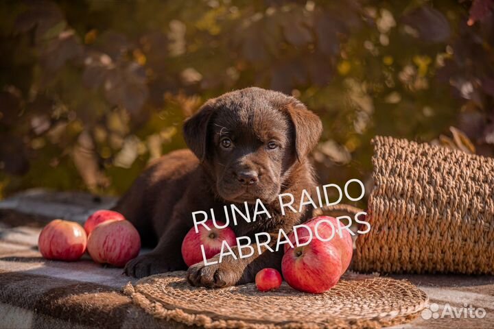 Щенки лабрадора