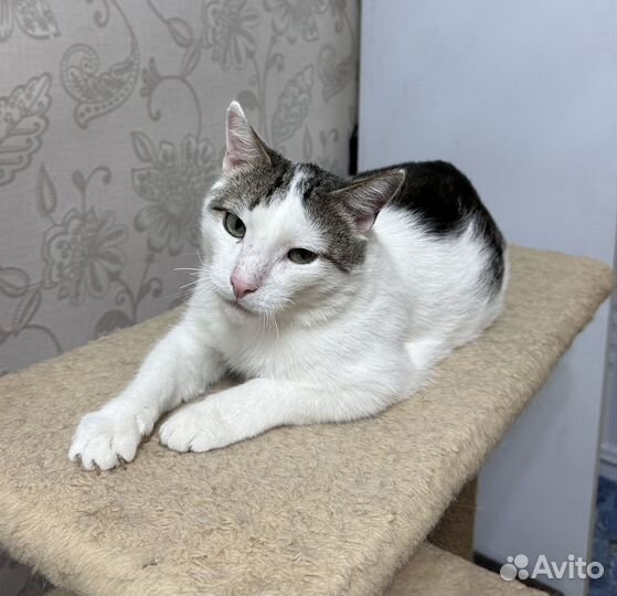 Николай очень ждет хозяйку