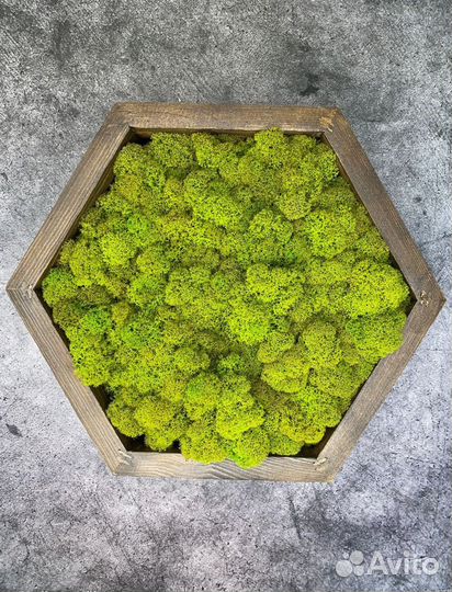 Мох для декора, композиции из мха под ключ