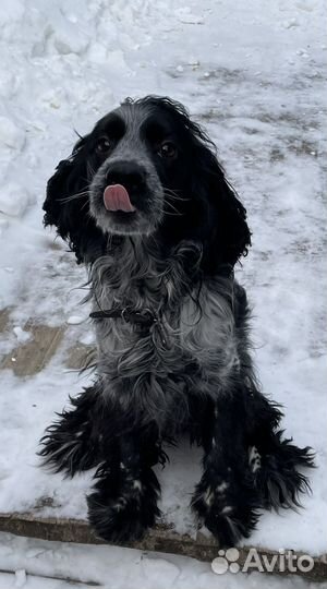 Русский спаниель