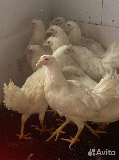 Муларды, гусята, индюшата, утята, бройлер, куры