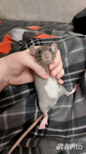 Крысы дамбо девочки