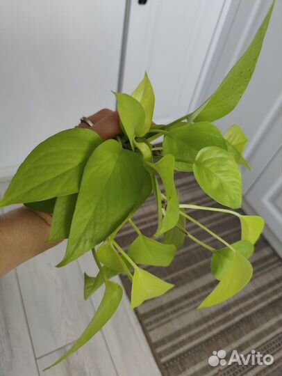 Сциндапсус неон