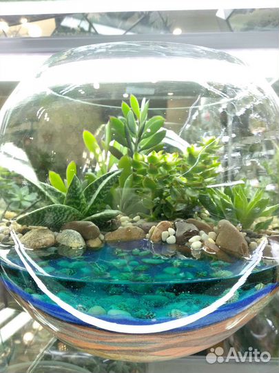 Флорариум, живые растения, мини-сады, подарок