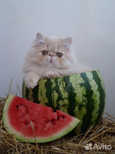 Персидские котята