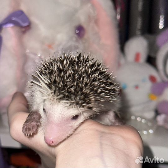 Африканский карликовый ежик