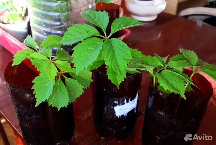 Черенки и Лианы Девичьего винограда