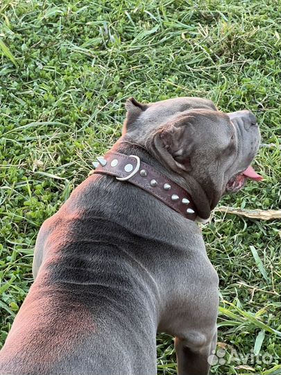 Американский булли вязка