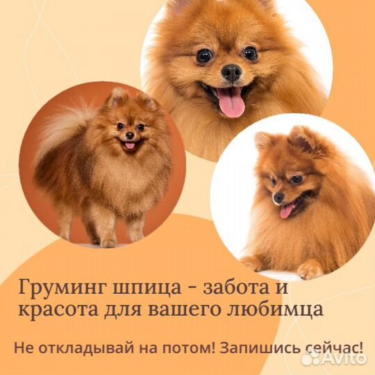 Стрижка собак груминг