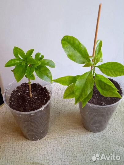 Бугенвиллия Easter Parade