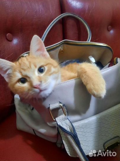 Уход за питомцем, передержка собак, кошек