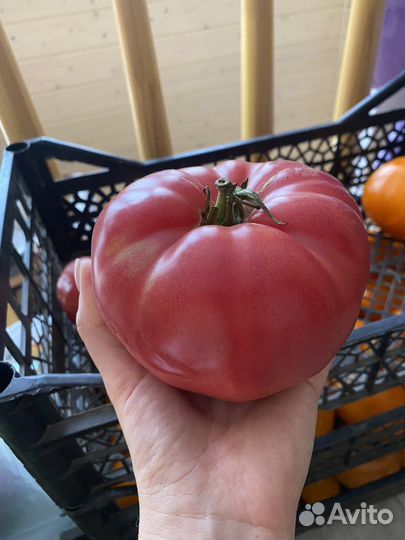 Помидоры