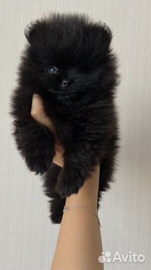 Шпиц померанский