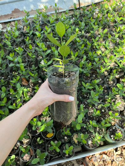 Саженцы фейхоа