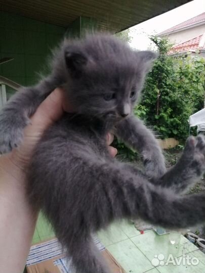 Кошка в дар бесплатно