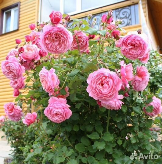 Роза шраб Прикс П.Ж. Редут