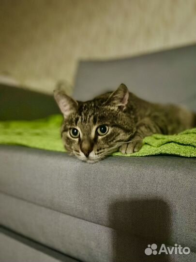 Кот, Фросик