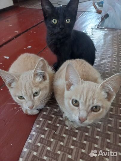 Котята в добрые руки бесплатно