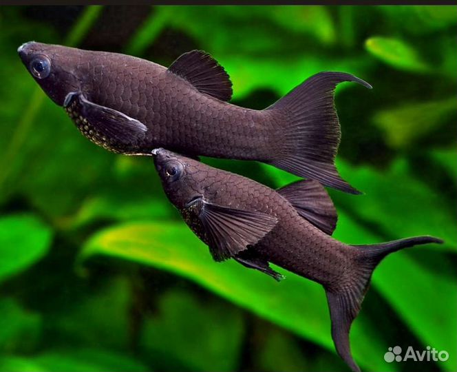 Моллинезия черная