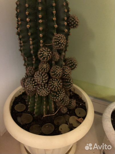 Денежный кактус