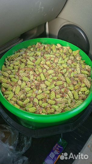 Сосновая пыльца