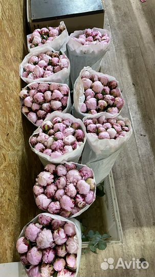 Пионы с достовкой