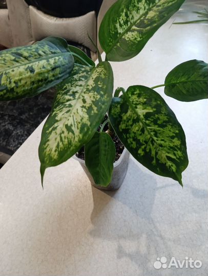 Диффенбахия