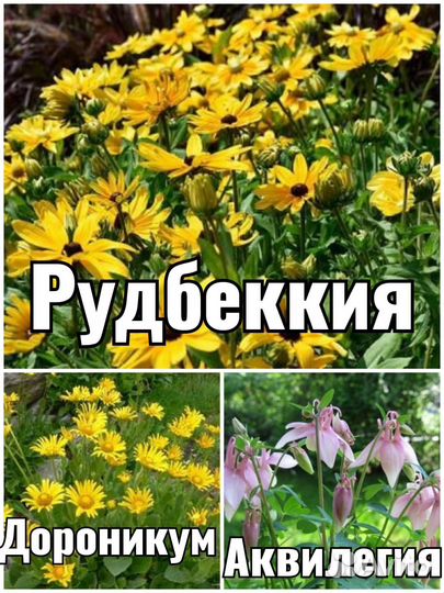 Многолетники