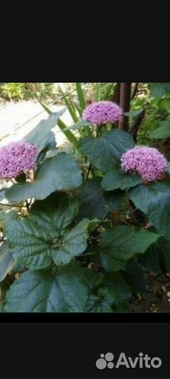 Клеродендрум бунге