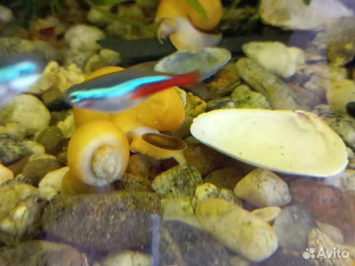 Жёлтые улитки