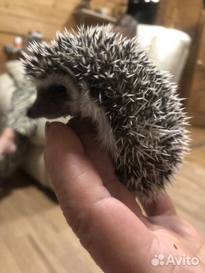 Африканский карликовый ежик