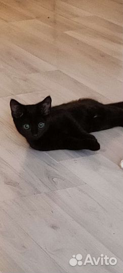 Котята в добрые руки бесплатно