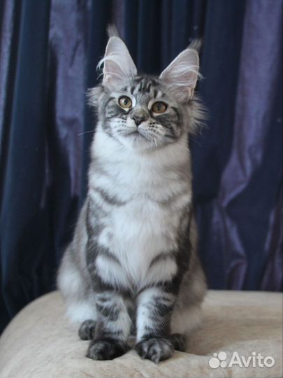 Мейн-кун серебряная девочка