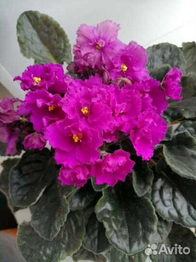 Комнатные цветы фиалки