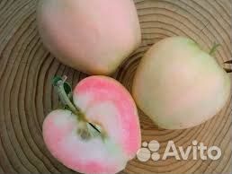 Яблоня Розовый Жемчуг