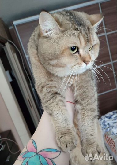 Шотландский кот