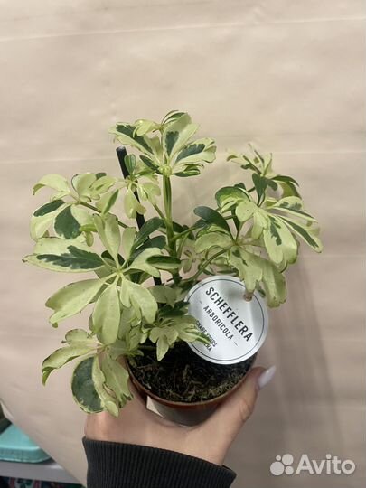 Шефлера жанин