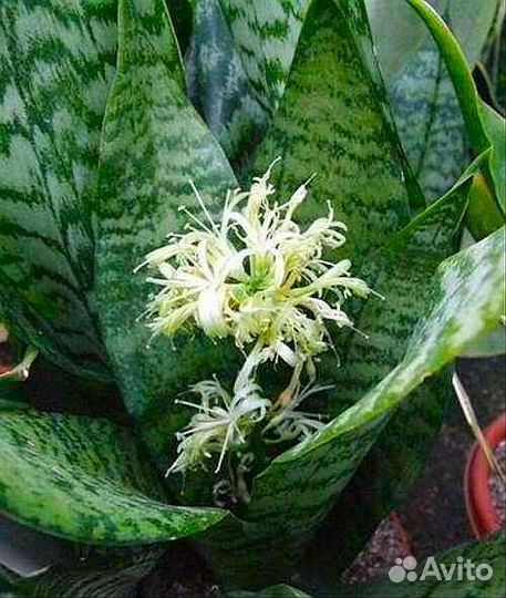 Сансевиерия ханни. Тёщин язык. Щучий хвост